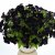 Petunia, Stickling, GO!Tunia ® Black