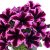 Petunia x hybrida GO!Tunia ® Cosmic Pink
