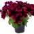 Petunia, Stickling, GO!Tunia ® Cosmic Purple