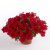 Petunia, Stickling, Surfinia ® Dark Red