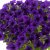 Petunia, Stickling, Vivini ™ Blue 3-pack