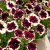 Petunia, Stickling, GO!Tunia ® French Kiss 2-pack