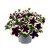 Petunia, Stickling, GO!Tunia ® French Kiss 3-pack