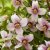 Philadelphus Petite Perfume Pink ®