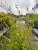 Philadelphus Erectus, Schersmin