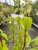 Philadelphus Erectus, Schersmin