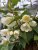 Philadelphus lewisii Waterton, Norlandsshersmin