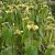 Phlomis russeliana, Gul Lejonsvans