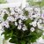 Phlox paniculata Famous ™ White with Eye