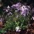 Phlox divaricata Clouds of Perfume, Blåflox, P9cm