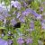 Phlox divaricata Clouds of Perfume, Blåflox, P9cm