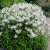 Phlox divaricata White Perfume, Blåflox, P9cm