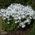 Phlox divaricata White Perfume, Blåflox, P9cm