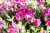 Phlox douglasii Crackerjack, Kuddflox, C11,5cm