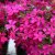 Phlox douglasii Crackerjack, Kuddflox, C11,5cm