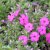 Phlox douglasii Red Admiral, Kuddflox, C11cm