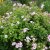 Phlox paniculata Svea i Haga, Höstflox