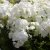 Phlox paniculata White Impr. Flame ®, Höstflox