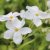 Phlox stolonifera Alba, Krypflox, C11,5cm