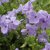 Phlox stolonifera Blue Ridge , Krypflox, C11,5cm