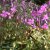 Phlox stolonifera Home Fires, Krypflox, C11,5cm
