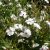 Phlox subulata Amazing Grace, Mossflox, C11,5cm