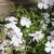 Phlox subulata Amazing Grace, Mossflox, C11,5cm
