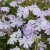 Phlox subulata Emerald Cushion Blue, Mossflox, C11,5cm