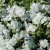 Phlox subulata Maischnee, Mossflox, C11,5cm