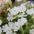 Phlox subulata Maischnee, Mossflox, C11,5cm