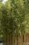 Phyllostachys aureosulcata Spectabilis, Sicksackbambu
