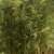 Phyllostachys aureosulcata Spectabilis, Sicksackbambu