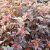 Physocarpus opulifolius Lady in Red ®, Smällspirea, 50-60 C3