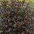 Physocarpus opulifolius Little Joker ®, Smällspirea
