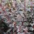 Physocarpus opulifolius Little Joker ®, Smällspirea, 40-50 C5