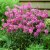 Physostegia virginiana Bouquet Rose, Drakmynta, P9cm