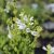 Physostegia virginiana Summer Snow, Drakmynta, P9cm