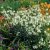 Physostegia virginiana Summer Snow, Drakmynta, P9cm