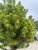 Picea glauca Perfecta ®, Sockertoppsgran Stam