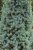 Picea glauca Sanders Blue, Sockertoppsgran, 40-50 C3,5