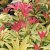 Pieris japonica Forest Flame, Japansk Buskrosling, 20-30 C2
