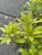 Pieris japonica Polar Passion ®, Japansk Buskrosling