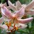 Lilium martagon Pink Morning, Krollilja