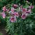 Lilja Kejsar Pink Perfection 3st
