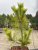 Pinus densiflora Jane Kluis, Japansk Rödtall