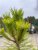 Pinus densiflora Jane Kluis, Japansk Rödtall