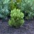 Pinus heldreichii Compact Gem, Ormskinnstall