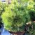 Pinus heldreichii Compact Gem, Ormskinnstall, 20-25 C4