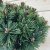 Pinus mugo Mops, Bergtall, 80 stam C10