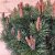 Pinus mugo Mops, Bergtall